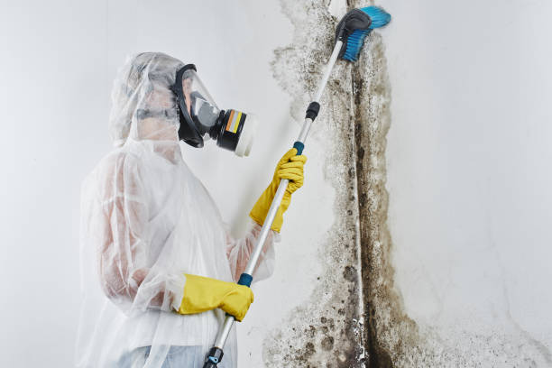 Best Bathroom Mold Remediation in Wayland, MI