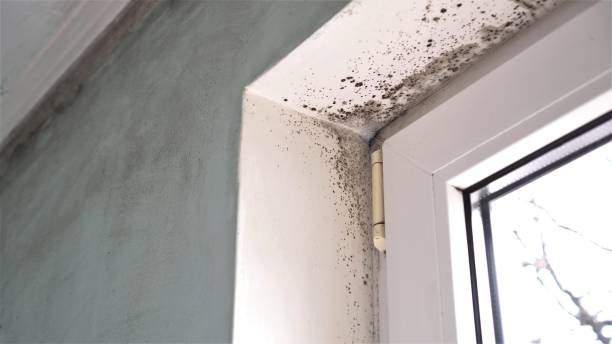 Best Industrial Mold Remediation in Wayland, MI