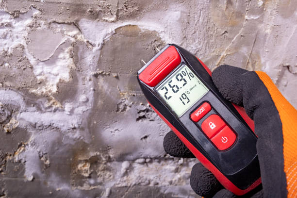 Best White Mold Remediation in Wayland, MI