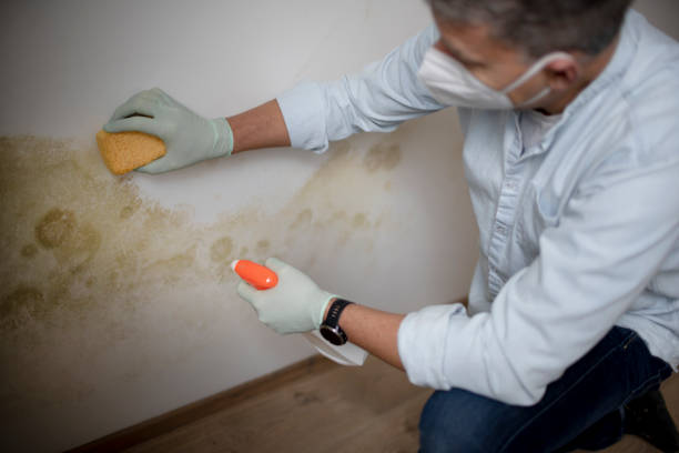 Best Black Mold Remediation in Wayland, MI