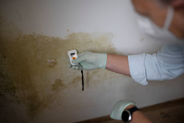Best Attic Mold Remediation in Wayland, MI