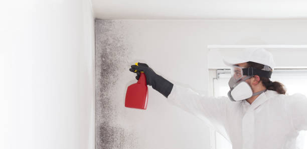 Best Black Mold Remediation in Wayland, MI