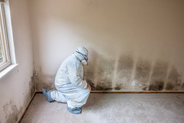 Best Residential Mold Remediation in Wayland, MI