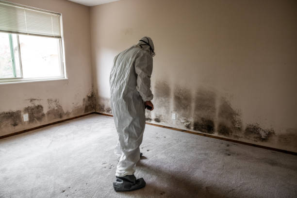 Best Residential Mold Remediation in Wayland, MI