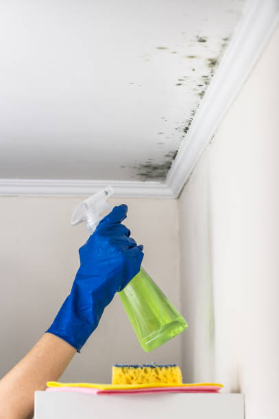 Best Attic Mold Remediation in Wayland, MI