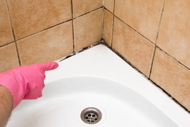 Best Post-Flood Mold Remediation in Wayland, MI